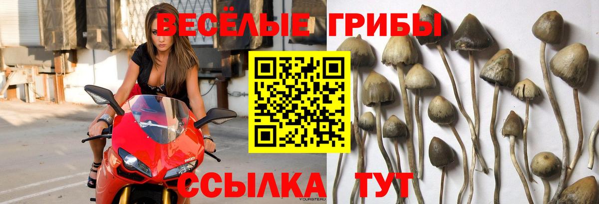 Донской  Псилоцибиновые грибы Psilocybe  Вход с VPN 